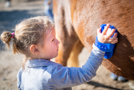 top 5 horse grooming tools eccotemp europe