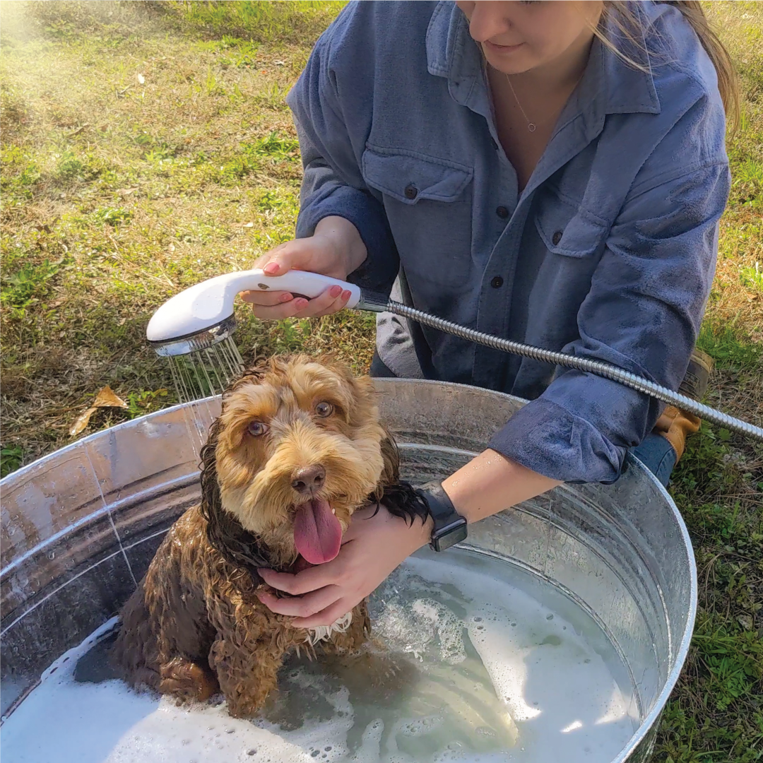 A dog is washed be a girl by using-Eccotemp Portable Water Heater