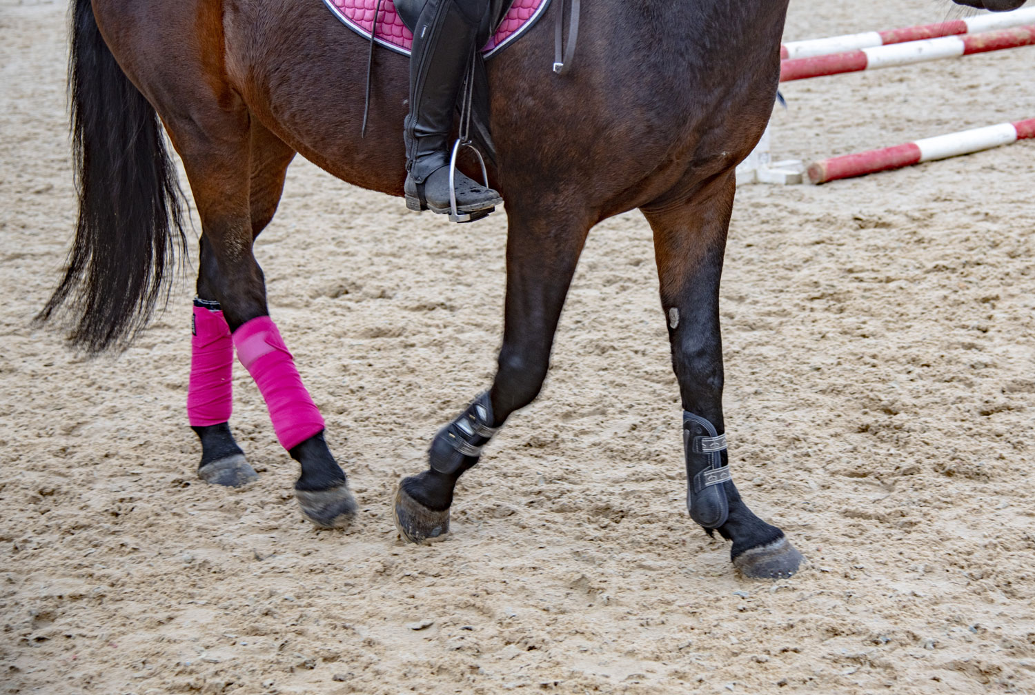 Leg Wraps & Leggins for horse- Eccotemp