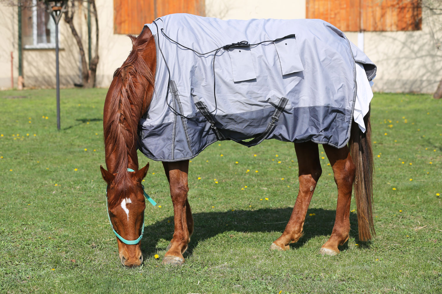 A horse is grazing grass while wearing Anti-Sweat Sheet - Eccotemp